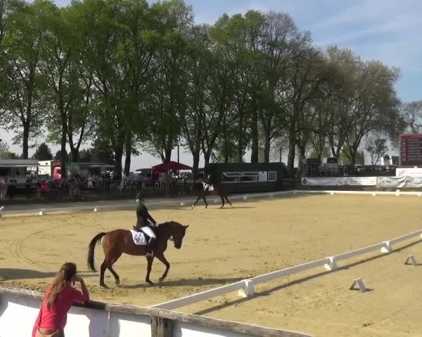 Reitturnier Kaarst - Reitanlage Bierewitz 2016