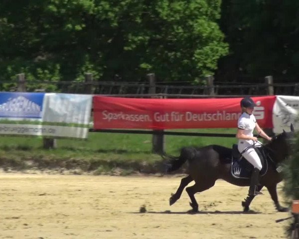 Reitturnier Kaarst - Reitanlage Bierewitz 2016