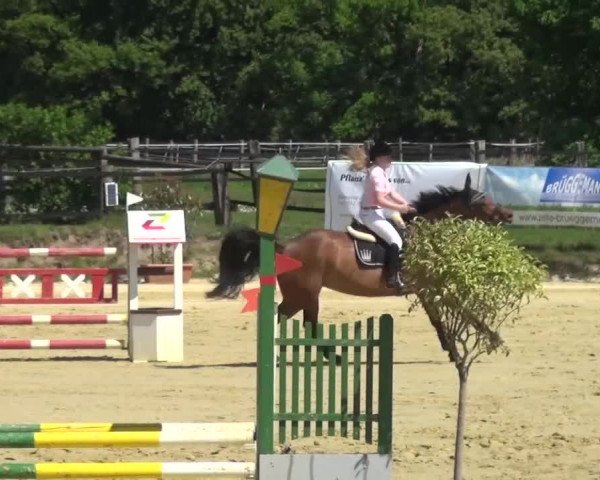 Reitturnier Kaarst - Reitanlage Bierewitz 2016