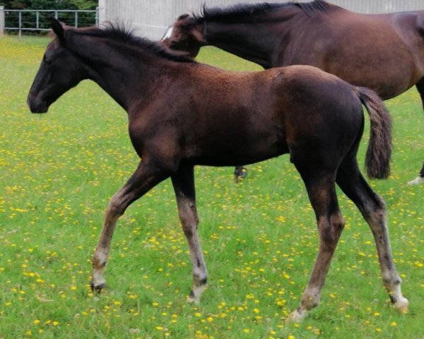 Pferd Robinson Crusoe (Trakehner, 2019, von Imhotep)
