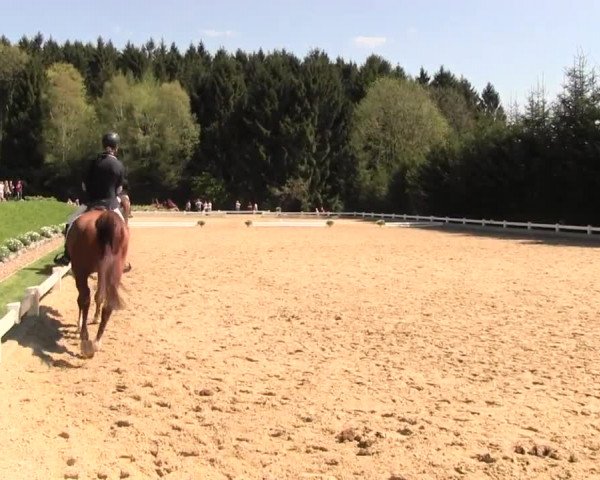 Reitturnier Halver 2016