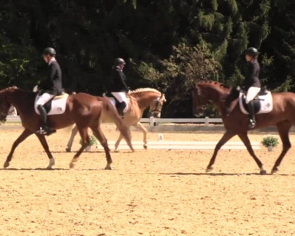 Reitturnier Halver 2016