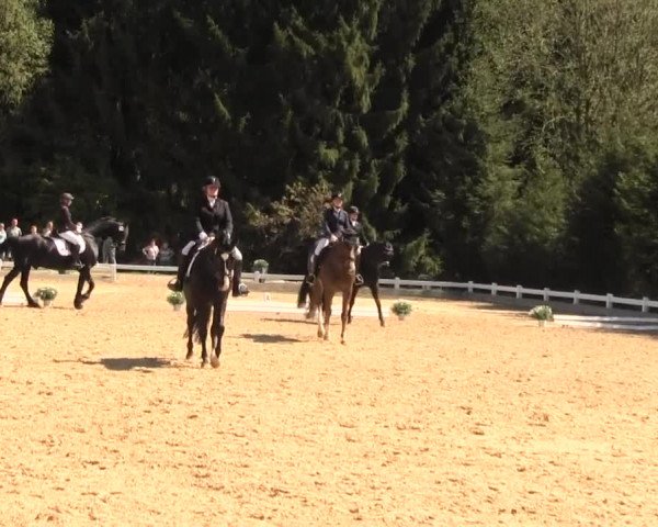 Reitturnier Halver 2016