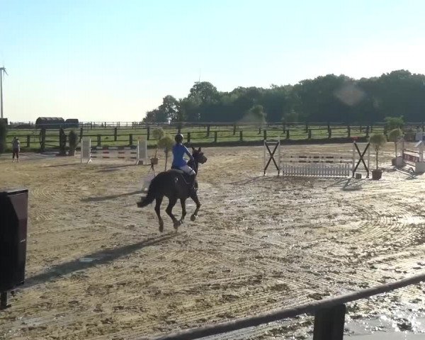 Reitturnier Kaarst - Reitanlage Bierewitz 2016