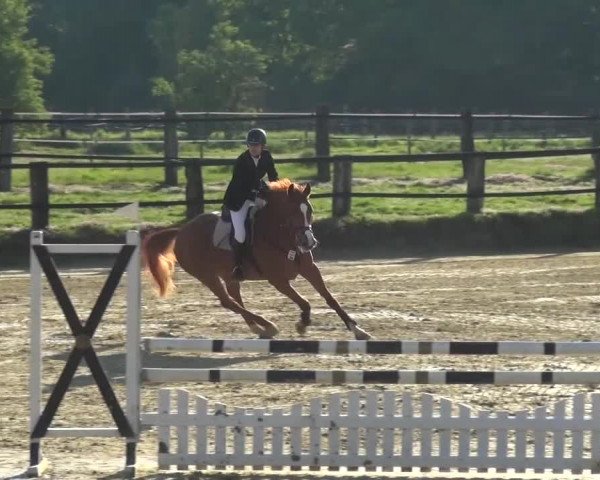 Reitturnier Kaarst - Reitanlage Bierewitz 2016