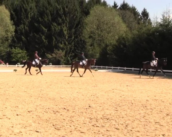 Reitturnier Halver 2016