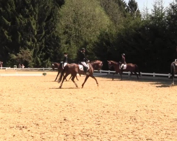 Reitturnier Halver 2016