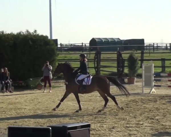 Reitturnier Kaarst - Reitanlage Bierewitz 2016