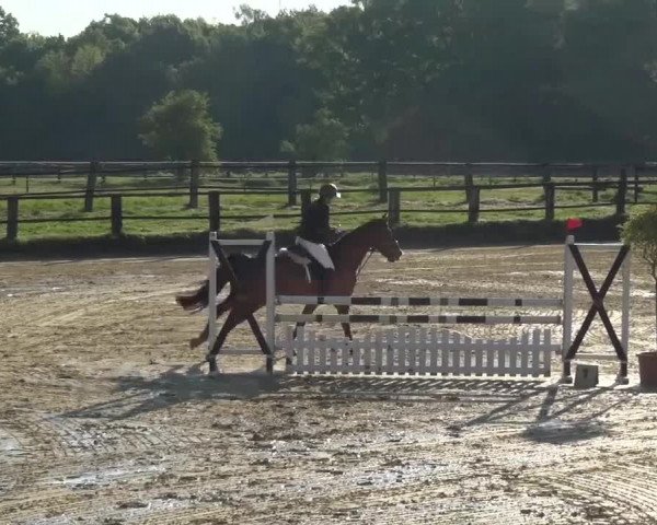 Reitturnier Kaarst - Reitanlage Bierewitz 2016