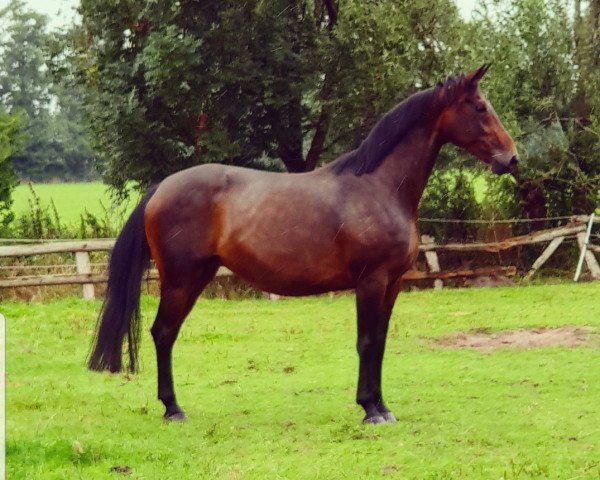 broodmare Esperantia (Westphalian, 2007, from Ehrenpreis)