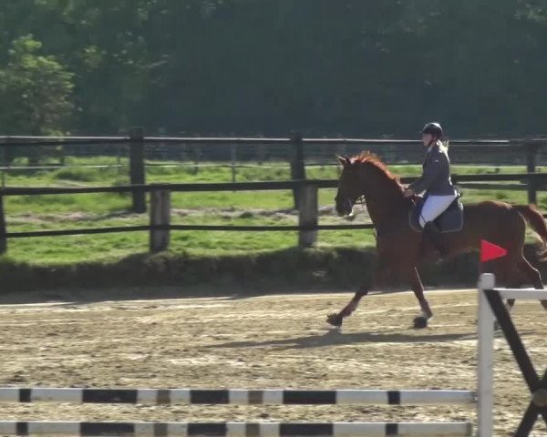 Reitturnier Kaarst - Reitanlage Bierewitz 2016