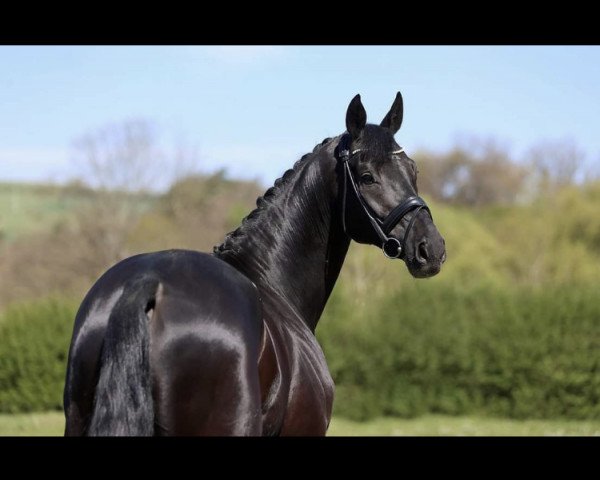 dressage horse Fürst Fidelio (Oldenburg, 2011, from Fürst Fugger)