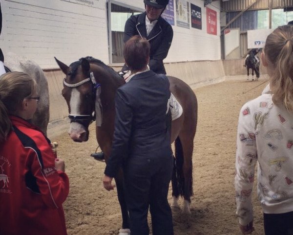 dressage horse Desert Prince J.r. (German Riding Pony, 2011, from Dressman III)