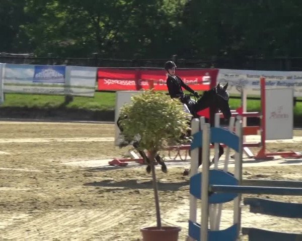 Reitturnier Kaarst - Reitanlage Bierewitz 2016
