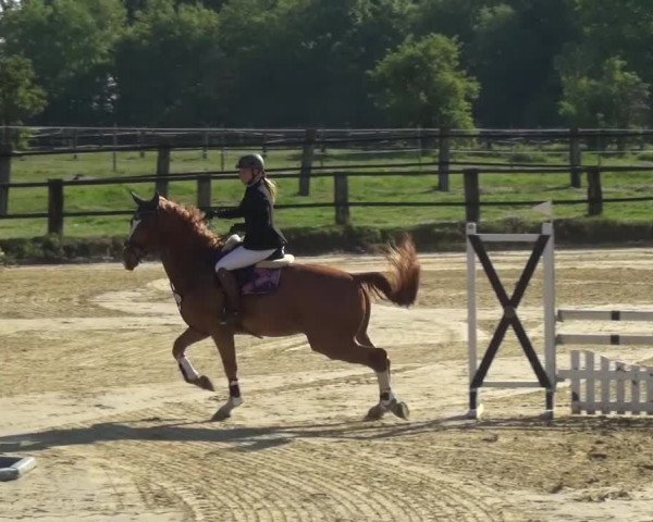 Reitturnier Kaarst - Reitanlage Bierewitz 2016