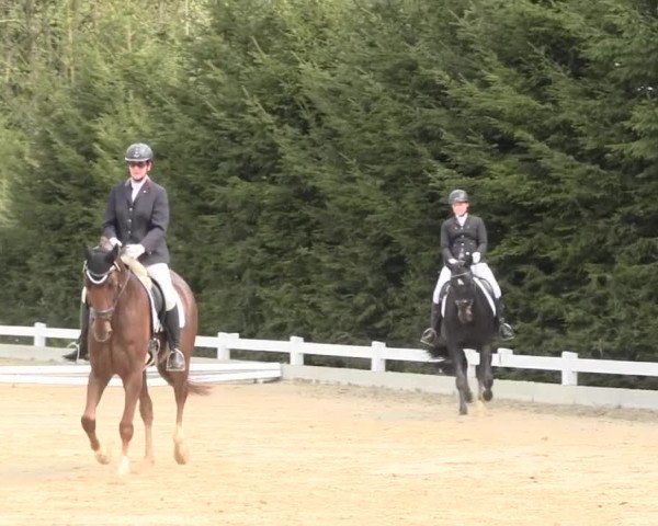 Reitturnier Halver 2016