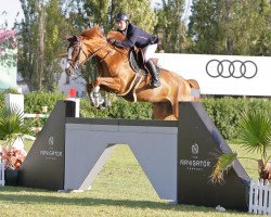 jumper Baccary (Hanoverian, 2013, from Balou du Rouet)