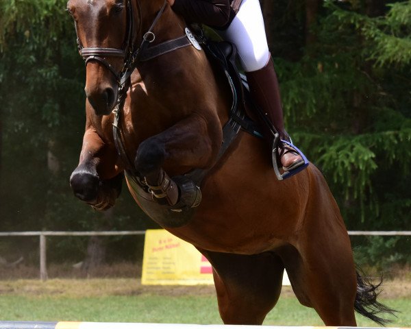 Springpferd Colada (Polnisches Warmblut, 2012, von Carry Son)