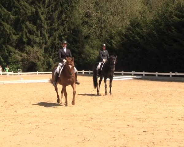 Reitturnier Halver 2016