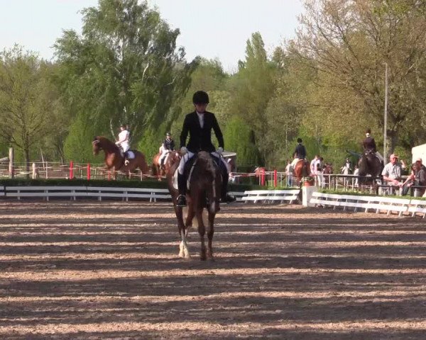 Reitturnier Hamm-Rhynern 2016