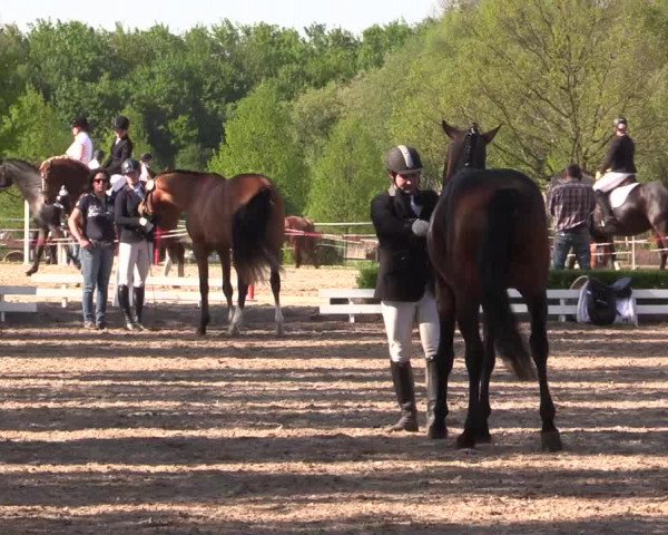 Reitturnier Hamm-Rhynern 2016