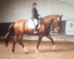 dressage horse Sancho (Sachs-door. Heavy Warmbl., 2001)