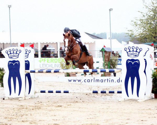 jumper Daredevil 4 (German Riding Pony, 2010, from Don Durello)