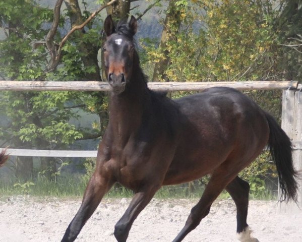 horse Biocursans Hibiskus (German Sport Horse, 2018, from Hibiskus)