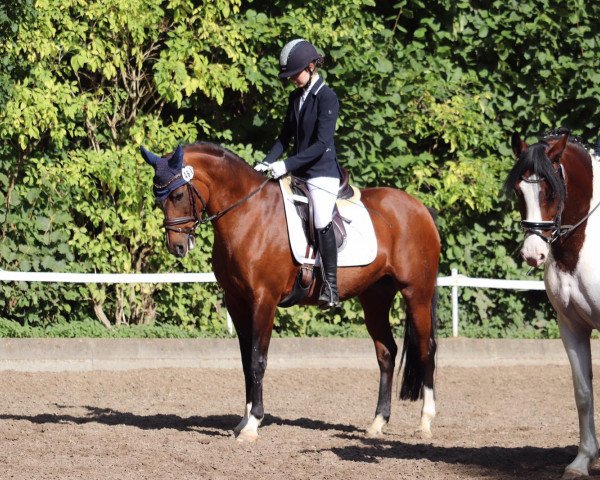 Dressurpferd Tendra (Deutsches Reitpony, 2008, von Black Charming)