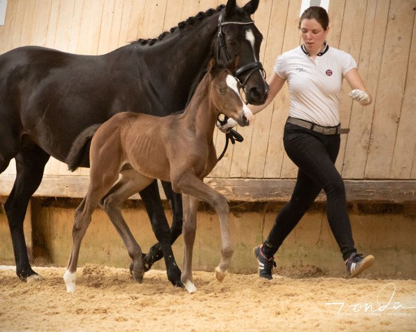 Springpferd Usanto (Trakehner, 2019, von Tecumseh)