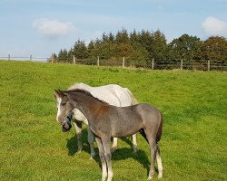 horse Gonsen (Holsteiner, 2019, from Goldball)