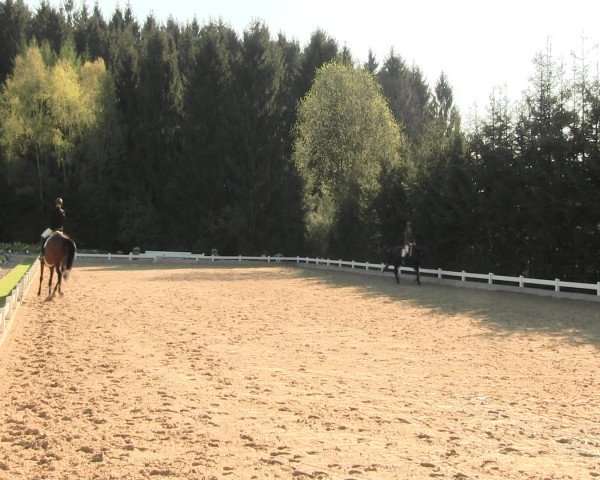 Reitturnier Halver 2016