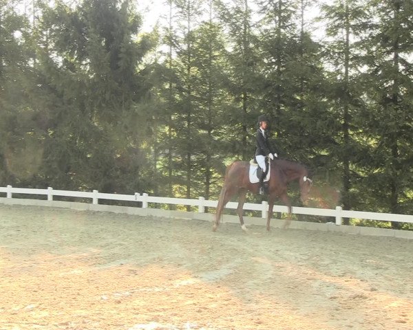 Reitturnier Halver 2016