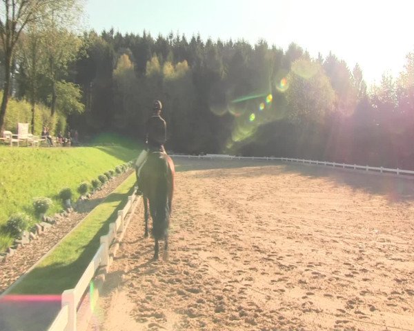 Reitturnier Halver 2016