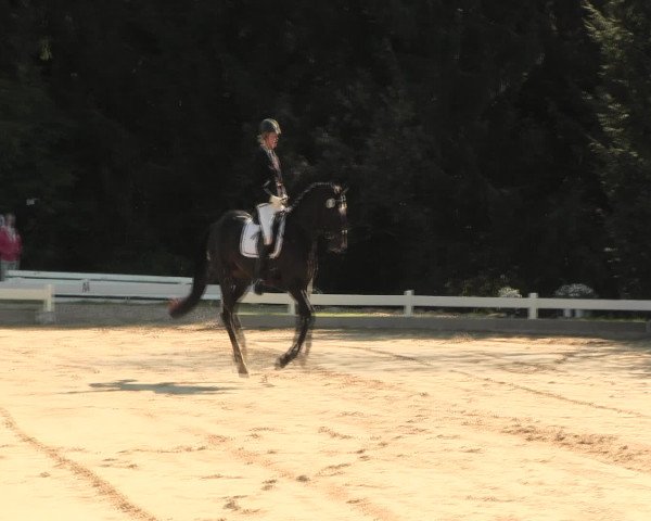 Reitturnier Halver 2016