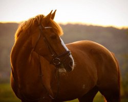 Dressurpferd Sir Heartbreaker 2 (Deutsches Reitpony, 2007)