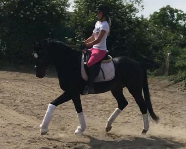 horse Delisco (Rhinelander, 2016, from Diatano)