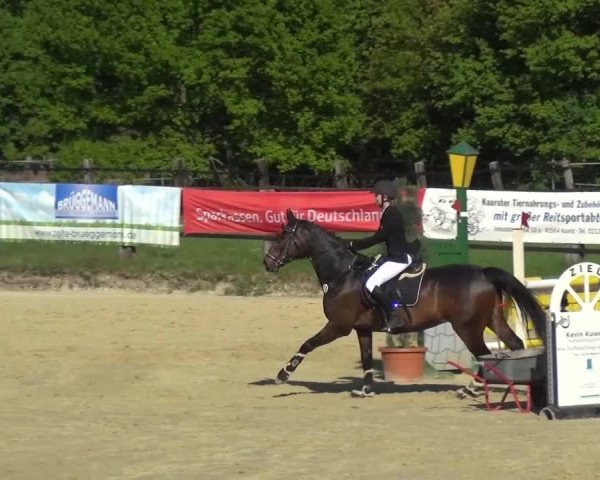 Reitturnier Kaarst - Reitanlage Bierewitz 2016