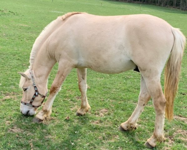 horse King Louie (Fjord Horse, 2019, from Kelvin)