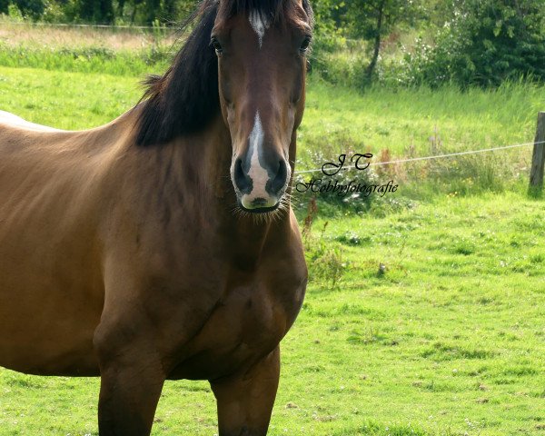 Springpferd Casper N (Oldenburger Springpferd, 2010, von Centadel)