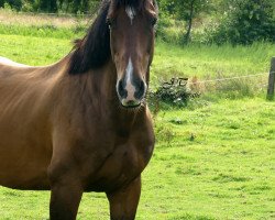 jumper Casper N (Oldenburg show jumper, 2010, from Centadel)