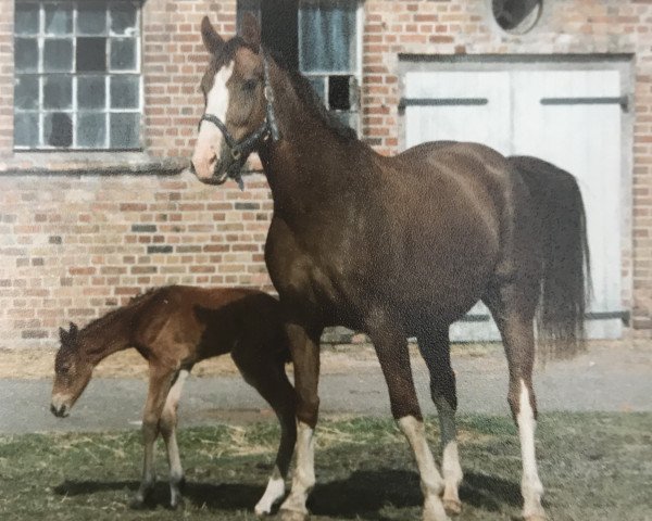 broodmare Korally (Mecklenburg, 1992, from Kobold I 3378)