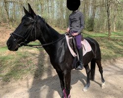 dressage horse Darcy Lou (Hanoverian, 2014, from Don Frederico)