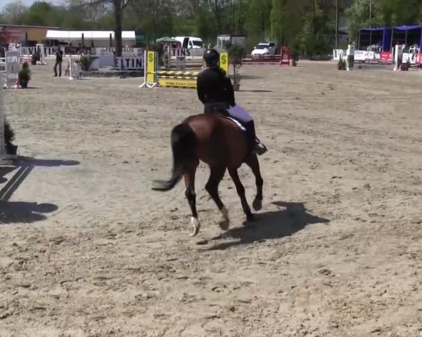 Reitturnier Hellefeld 2016