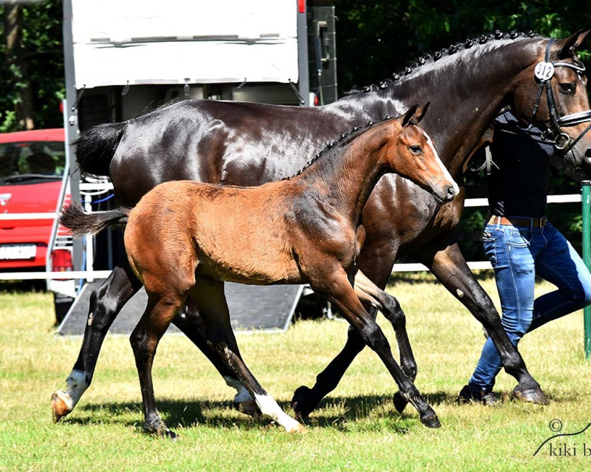 broodmare Anthea (Oldenburg show jumper, 2019, from Conthargos)