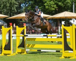 jumper High Noon 50 (Oldenburg show jumper, 2010, from Numero Uno)