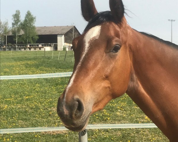 broodmare Cascada MW (Württemberger, 2017, from Casallco) broodmare Cascada MW (Württemberger, 2017, from Casallco)
