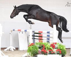jumper Dialando (Oldenburg show jumper, 2015, from Diarado)