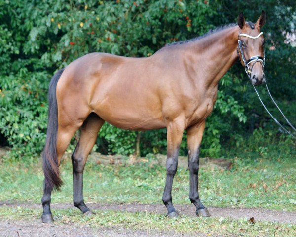 broodmare Seeröschen (Trakehner, 2016, from Empire State)