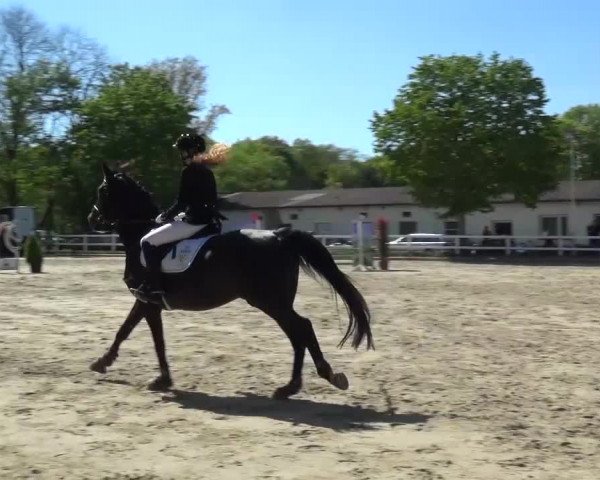 Reitturnier Köln-Seeberg 2016